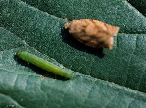 Larve et adulte de <i>Capua reticulana</i> (<i>Adoxophies orana</i>) (photo du Ctifl)