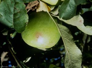 Dégâts sur fruit causés par <i>Ceratitis capitata</i> (photo J. Barthès, INRA)