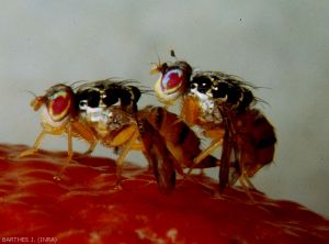 Accouplement de <i>Ceratitis capitata</i> (photo J. Barthès, INRA)