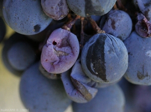 Baie de raisin de cépage noir commençant à se ratatiner à cause de la <b>pourriture acide</b>. Sur la baie de droite, la trace d'un écoulement de jus peut être observé.