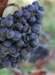 Symptômes de pourriture sur baies de raisin de cépage noir. <b>Pourriture acide</b>. 