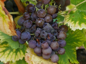 Foyer de moisissure grise à  <b><i>Botrytis cinerea</i></b> sur grappe de raisin.