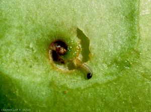 Dégâts de <i>Grapholita lobarzewskii</i> observés sur une pomme coupée (photo P.J. Charmillot, Agroscope Changins-Wädenswil ACW)