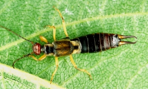 Femelle de <i>Forficula auricularia</i> (photo du CTIFL)