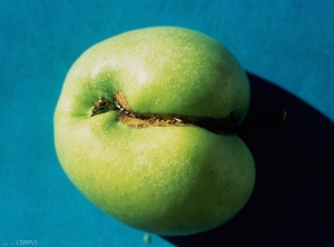 Dégâts sur fruit causé par <i>Operophtera brumata</i> (photo du Service Régional de la Protection des Végétaux, SRPV)