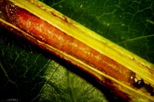 Larve de <i>Grapholita molesta</i> (photo du Centre Technique Interprofessionnel des Fruits et Légumes, CTIFL)