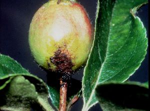 Pommier_Hoplocampa_Coutin_INRA