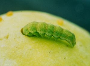 Chenille d'<i>Orthosia gothica</i> (photo du Centre Technique Interprofessionnel des Fruits et Légumes, CTIFL)