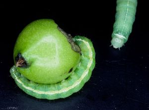 Attaque sur fruit d'<i>Orthosia gothica</i> (photo du Centre Technique Interprofessionnel des Fruits et Légumes, CTIFL)