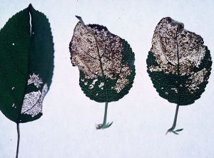 Attaque sur feuilles de <i>Choreutis pariana</i> (photo du CTIFL)