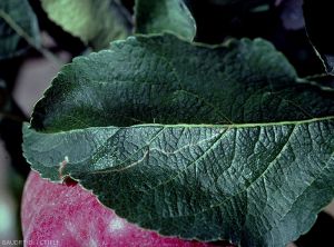 Dégâts sur feuille de <i>Stigmella malella</i>, mineuse élargie (photo O. Baudry, CTIFL)