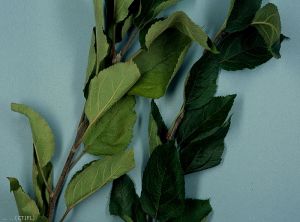 Dégâts sur feuilles causés par <i>Panonychus ulmi</i> : branche de gauche malade et branche de droite saine (photo du CTIFL)