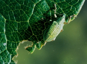 <i>Phyllobius virideae</i> adulte (photo du SRPV de Poitiers)
