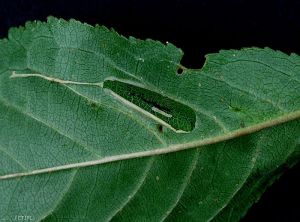 Mine sur feuille creusée par <i>Phyllonorycter blancardella</i> (photo du CTIFL)