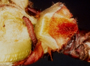 Chenille de <i>Spilonota ocellana</i> (photo R. Coutin, INRA)