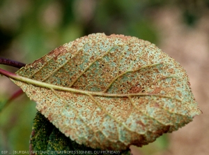 Rouille