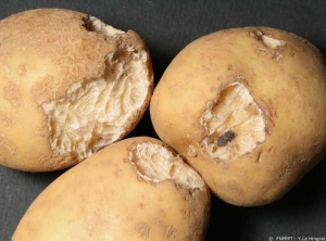Tubercules de pomme de terre présentant des traces de morsures (et des excréments) causés par des rongeurs
