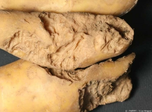 Tubercules de pomme de terre avec des traces typiques de morsures causées par des rongeurs tels que les lapins