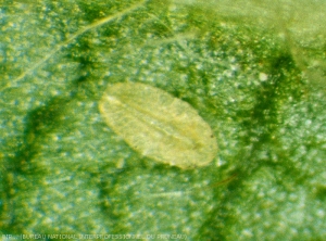 Larve de cochenille du cornouiller sur feuille
