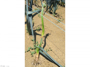 Ditylenchus dipsaci sur plants de poireau 