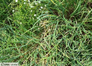 Stromatinia cepivora vue sur champs de bulbilles d'oignons 4