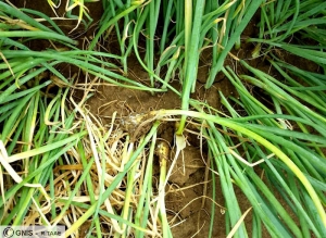Stromatinia cepivora vue sur champs de bulbilles d'oignons 5