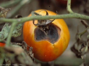 Une large lésion excentrée envahit la zone pédonculaire de ce fruit de tomate. Les tissus affectés se sont plus ou moins effondrés et ont pris une teinte brune à noire. <i><b>Alternaria tomatophila</b></i>  (alternariose, early blight)