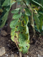 Taches angulaires et nécrotiques plus anciennes, un halo jaune plus ou moins vif les entoure(dû aux effets d'une toxine) <i><b>Alternaria tomatophila</b></i> (alternariose, early blight)