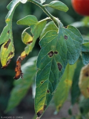 Jeunes taches brunes à noires, plus ou moins arrondies ou parfois angulaires lorsqu'elles sont délimitées par les nervures,sur foliole de tomate. <i><b>Alternaria tomatophila</b></i> (alternariose, early blight)