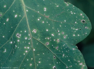 Légère chlorose du limbe en périphérie des taches. <i><b>Stemphylium solani</b></i> (stemphyliose, grey leaf spot)