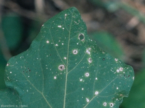Certaines taches peuvent confluer provoquant à terme des dégâts très importants. <i><b>Stemphylium solani</b></i> (stemphyliose, grey leaf spot)