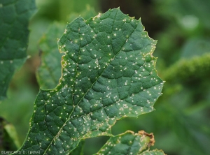 Détail sur feuille de courgette des minuscules lésions qui ont une teinte blanche à crème et une forme losangique. Notez que le limbe est plus ou moins perforé au niveau des lésions. <b><i>Monographella cucumerina</b></i> (plectosporiose)