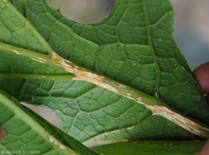 Plages chancreuses sur nervures d'une feuille de courgette constituée de petites lésions confluantes. <b><i>Monographella cucumerina</b></i> (plectosporiose)