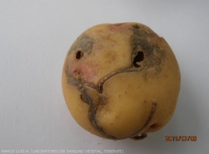 Galeries sur tubercules de pomme de terre de <i><b>Scrobipalpopsis (Tecia) solanivora</i></b>, teigne guatémaltèque.