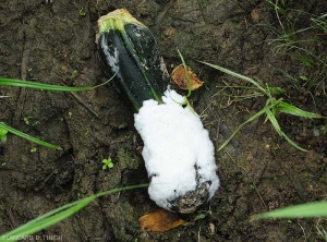 Fruit de courgette ceinturé par le dense mycélium blanc d'un <i>Pythium</i> sp. (Oomycètes)