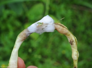 Ce haricot parasité par un  <i>Pythium</i> sp. est partiellement pourri et couvert d'un mycélium blanc très aérien.  (Oomycètes)