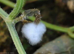 Ce jeune fruit de concombre a bruni et s'est couvert du mycélium blanc caractéristique d'un <i>Pythium</i> sp. (Oomycètes)