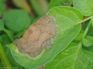 Large tache de mildiou sur feuille pomme de terre. Humide, de  teinte brune, elle est entourée d'une marge de tissus livide, mal définie. <b><i>Phytophthora infestans</i></b> (mildiou)
