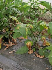 Plusieurs feuilles basses de ce pied d'aubergine montrent des secteurs du limbe des feuilles basses décolorés, chlorotiques voire nécrosés. <b><i>Verticillium dalhiae</i></b> (verticilliose, <i>Verticillium</i> wilt)