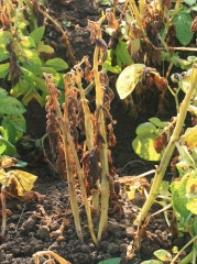 Sclerotinia T2