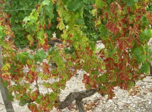 Cette image illustre un cep de cépage blanc présentant des symptômes foliaires d'esca généralisés sur tout le cep.