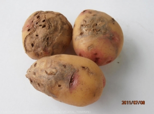 Galeries sur tubercules de pomme de terre de <i><b>Scrobipalpopsis (Tecia) solanivora</i></b>, teigne guatémaltèque.
