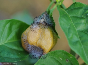 Sur ce piment mature altéré on distingue très bien les nombreux sporocystes (ou sporange) formés par  <i><b>Choanephora cucurbitarum</b></i>. Ce fruit est quelque peu humide, jaune sombre, mou et plus ou moins ratatiné. (pourriture à Choanephora)