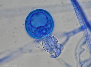 Aspect d'une oogone fécondée de <i>Phytophthora infestans</i>.  (mildiou).