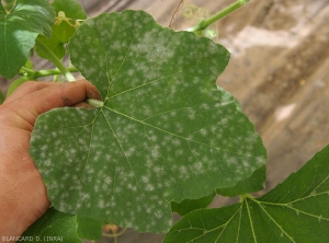 Sur cette feuille de concombre les nombreuses taches blanches sont maintenant sporulantes et caractéristiques.  <i><b>Podosphaera xanthii</b></i> ou <i><b>Golovinomyces cichoracearum</b></i>. (oïdium)