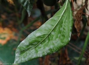 Sous cette feuille de poivron, de nombreuses taches poudreuses et blanches d'oïdium ont conflué. <b><i>Leveillula taurica</i></b> (oïdium interne, powdery mildew)