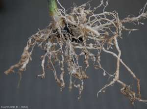 Les galles, d'abord blanc nacré, sont de taille variable et affectent aussi bien les radicelles que les racines de plus gros diamètre de ce pied de tomate. <b><i>Meloidogyne</i> spp.</b> (root-knot nematodes)