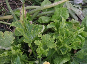 Pied de courgette attaqué par le CMV. De nombreuses jeunes feuilles montrent une mosaïque déformante. <b>Virus de la mosaïque du concombre</b> (<i>Cucumber mosaic virus</i>, CMV) 