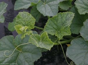 Les jeunes feuilles de l'apex de ce jeune pied de melon présentent un 'vein banding' prononcé ; la périphérie du limbe est plus découpée. <b>Virus de la mosaïque du concombre</b> (<i>Cucumber mosaic virus</i>, CMV)