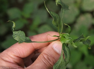 Les jeunes feuilles de cet apex de poivron  sont plus étroites, voire filiformes.  <b>Virus de la mosaïque du concombre</b> (<i>Cucumber mosaic virus</i>, CMV)